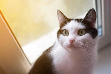 Penceredeki siyah beyaz kedi