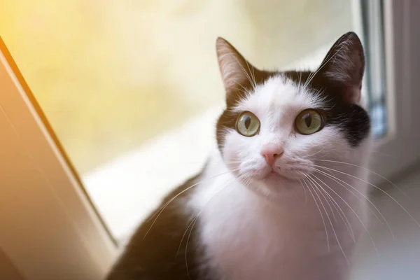 Penceredeki Siyah Beyaz Kedi — Stok fotoğraf