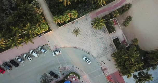 Palm Της Πόλης Του Μαϊάμι Στο Δρόμο Κοντά Στην Παραλία — Αρχείο Βίντεο