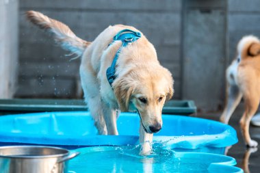 Shiba Inu parkta yürüyor.