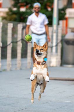 Shiba Inu parkta yürüyor.