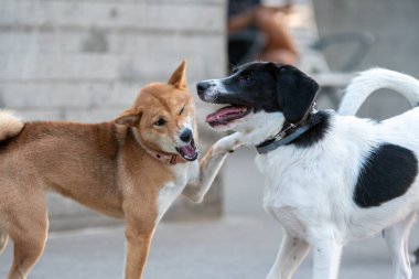 Shiba Inu parkta yürüyor.
