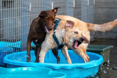 Shiba Inu parkta yürüyor.