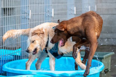 Shiba Inu parkta yürüyor.
