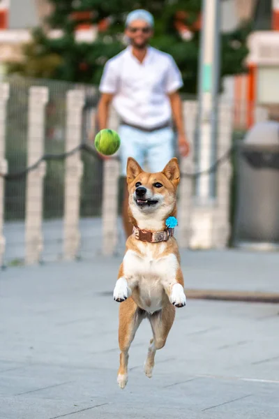 Shiba Inu Auf Spaziergang Park — Stockfoto