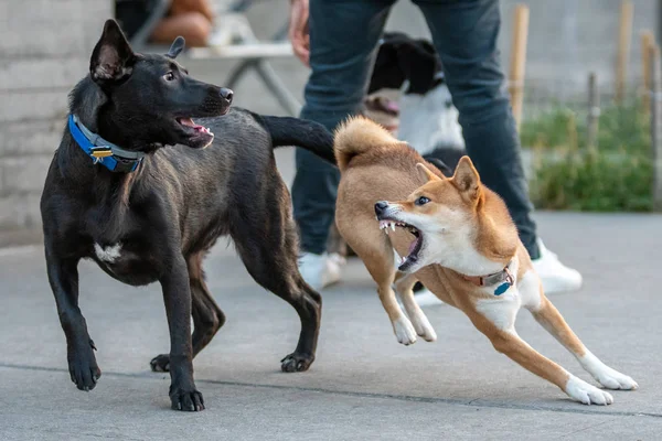 Shiba Inu Passeio Parque — Fotografia de Stock