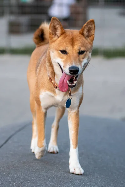 Shiba Inu Прогулке Парке — стоковое фото