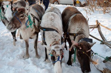 Geyik Sledge 'da Koşumlu