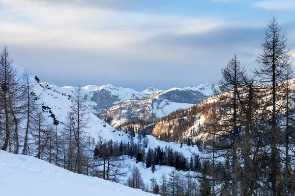 Beau paysage hivernal avec des arbres enneigés — Photo