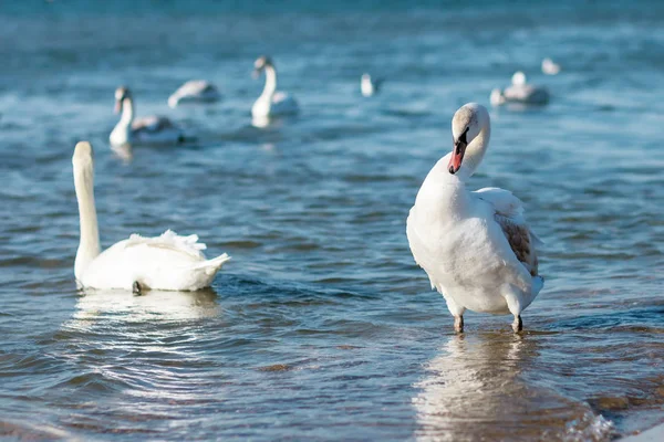 Cigni che nuotano sul mare — Foto Stock