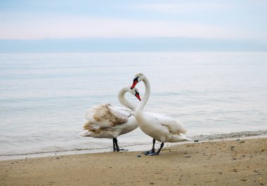 Deniz kıyısı boyunca kuğular yürüyüş