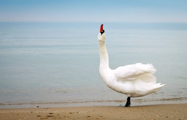 Deniz kıyısı yürüyüş Kuğu