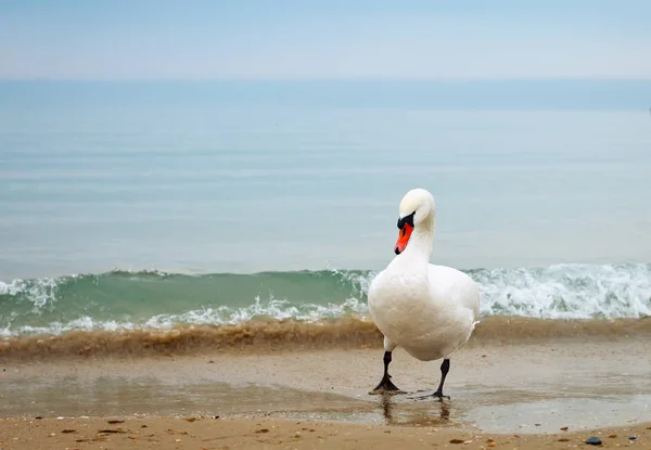 Cisne caminando por la orilla del mar — Foto de Stock