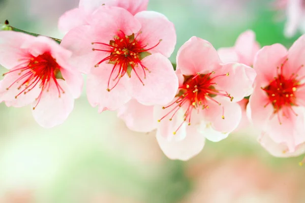 Krásné růžové meruňky květiny — Stock fotografie