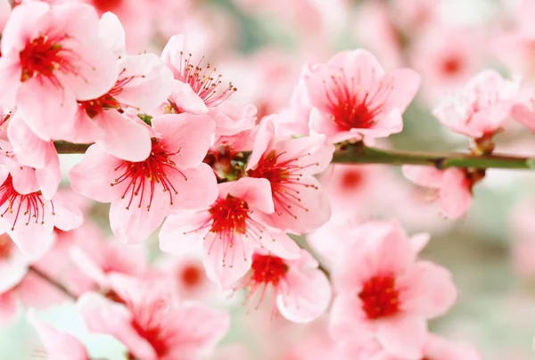 Flores da árvore de alperce rosa linda — Fotografia de Stock