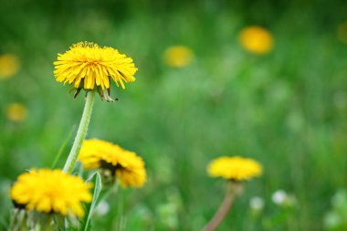Yellow dandelions in the grass in the forest.