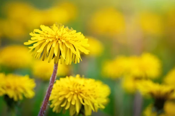 Yellow dandelions in the grass in the forest. — Stock fotografie