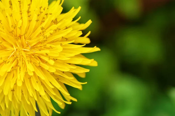 Yellow dandelions in the grass in the forest. — Stock fotografie