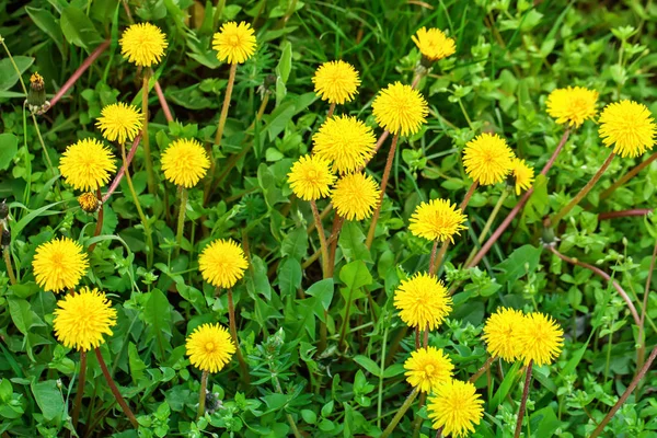 Yellow dandelions in the grass in the forest. — 스톡 사진