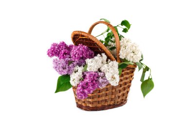 Dalları bir hasır sepet içinde leylak renkli.