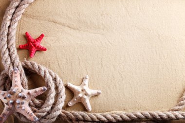 Sahilde deniz yıldızı ve deniz kabukları.