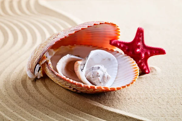 Coquille de mer sur la plage de la mer. Repos d'été . — Photo