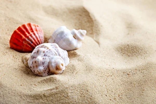 Concha do mar na praia do mar. Descanso . — Fotografia de Stock