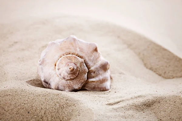 Achtergrond van zee zand. Rest van de zomer. — Stockfoto