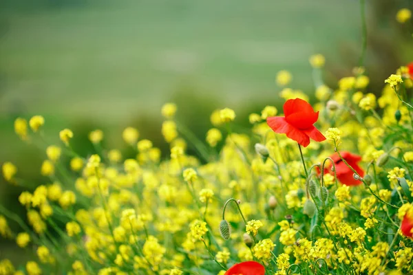 Žluté květy a červené vlčí máky v poli. — Stock fotografie