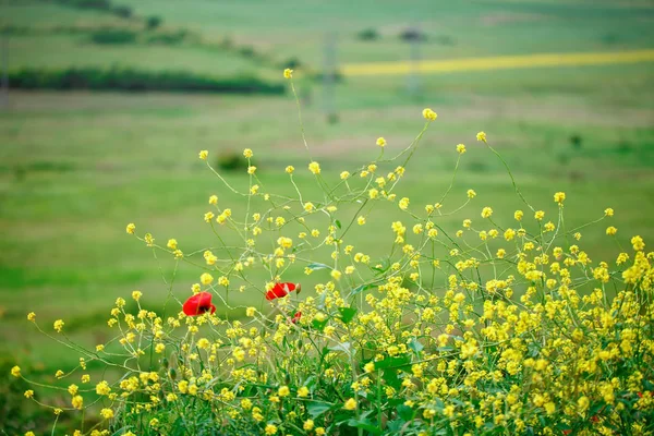 Желтые цветы и красные маки в поле . — стоковое фото