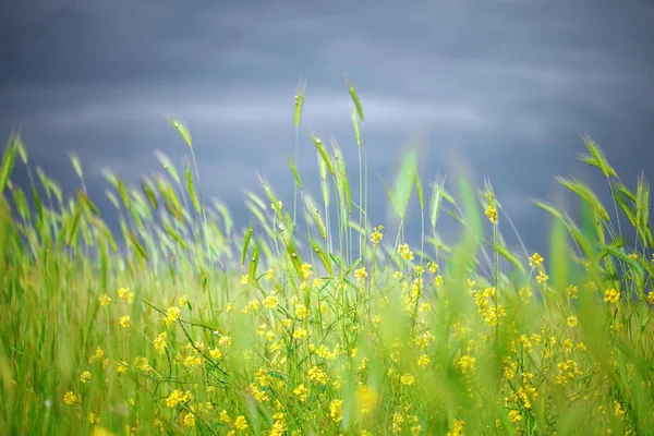 Schöne gelbe Wildblumen im grünen Gras. — Stockfoto