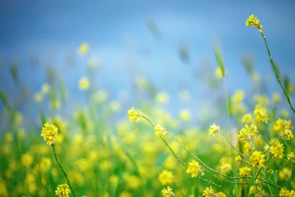 Krásné žluté květy v zelené trávě. — Stock fotografie