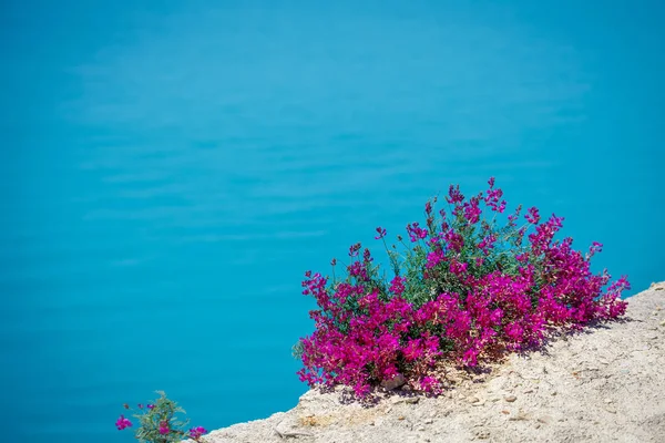 Krásné květiny proti moři. — Stock fotografie