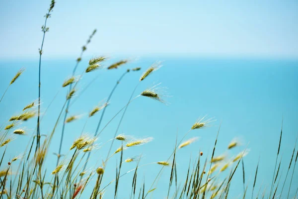 Tráva a květiny na pozadí moře. — Stock fotografie