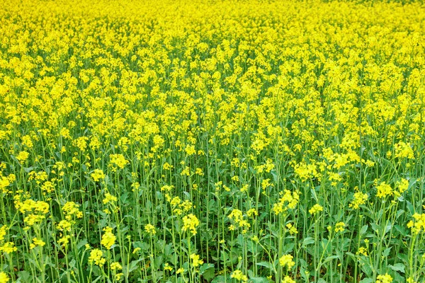黄色の花とデイジーと美しい夏の畑. — ストック写真