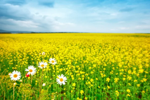 Летнее поле с желтыми цветами и кустарниками . — стоковое фото