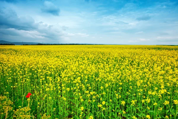 Летнее поле с желтыми цветами и кустарниками . — стоковое фото