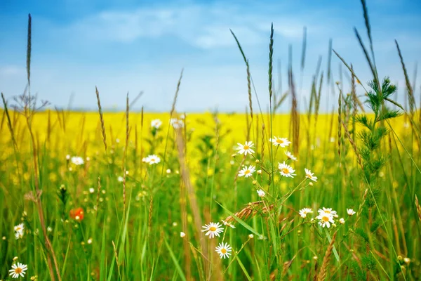 Krásné letní pole s nažloutlými květy a sedmikrásky. — Stock fotografie