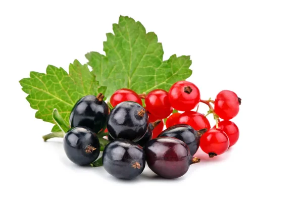 Köstliche reife rote und schwarze Johannisbeeren auf weißem Hintergrund. — Stockfoto