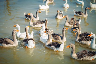 Kazlar tavuk çiftliğinde bir grup.