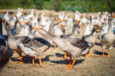 Kazlar tavuk çiftliğinde bir grup.