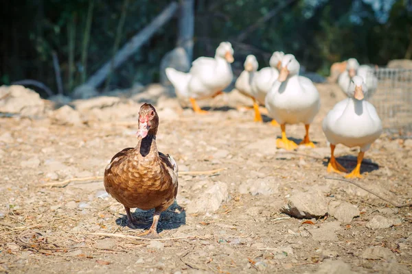 Un gruppo di anatre in un allevamento di pollame . — Foto Stock