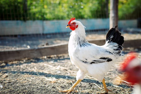 Pollo in un allevamento di pollame . — Foto Stock