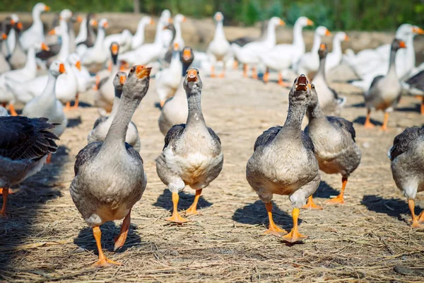 Un gruppo di oche nell'allevamento di pollame . — Foto Stock