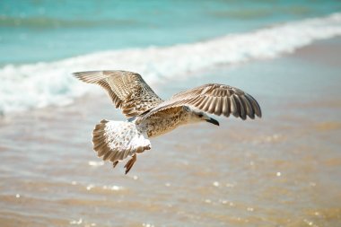 Martı kumlu deniz kıyısında .