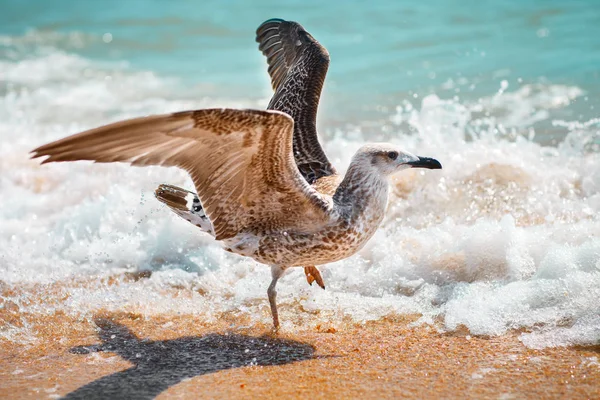 Martı kumlu deniz kıyısında .
