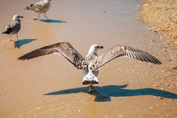 Gaviota en una orilla del mar arenoso  . — Foto de Stock