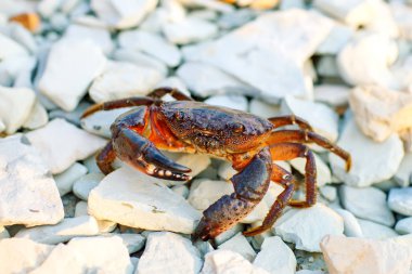 Kayalık deniz kıyısında deniz Yengeç.
