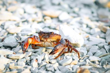 Kayalık deniz kıyısında deniz Yengeç.