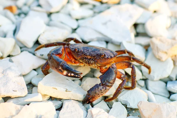 Kayalık deniz kıyısında deniz Yengeç.